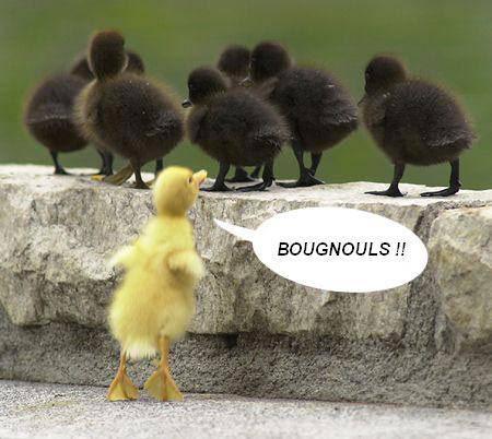 sale bougnouls
